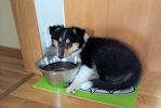 mika